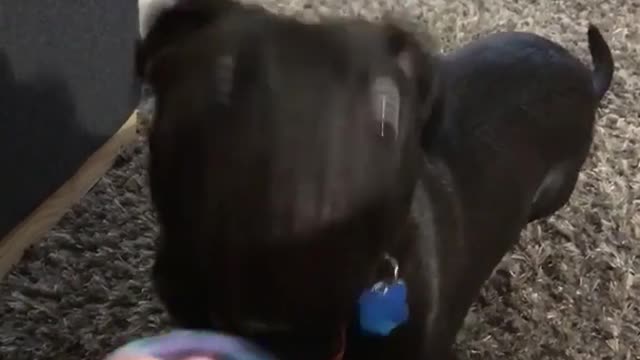 Black dog bites at fidget spinner on rug