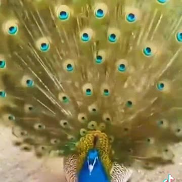 Best peacock 🦚 video
