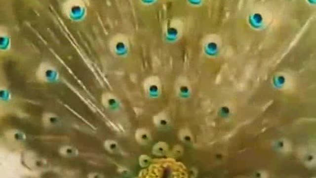 Best peacock 🦚 video