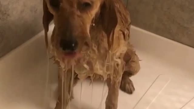 Wet dog inside shower sad