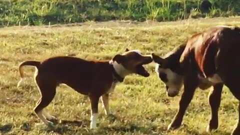 Calf share special friendship with gentle doggy