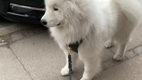 Dog imitates ambulance siren.