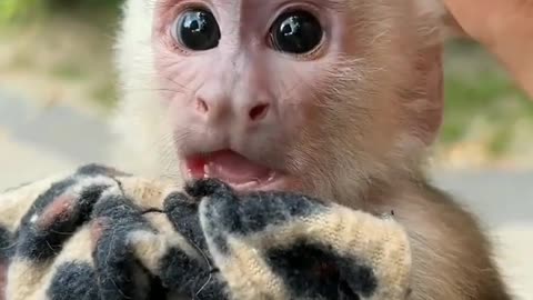 Monkey little cute baby 😍🤤