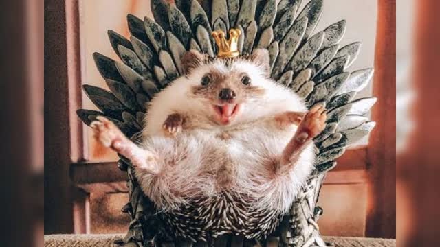 Hedgehogs are the cutest