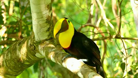 Toucan In A Tree.