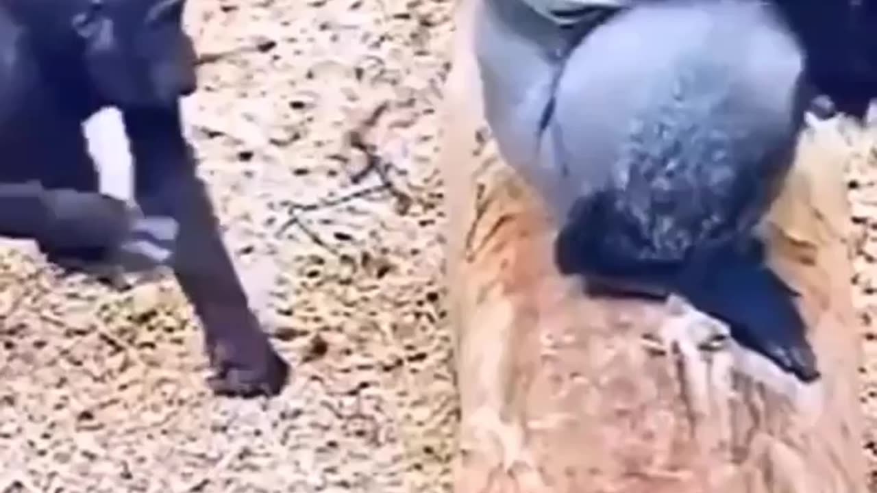 This monkey so funny