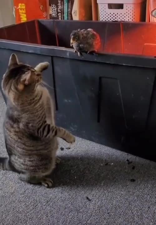 The cute cat and the little chicken