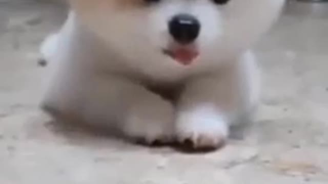 Cute Dog