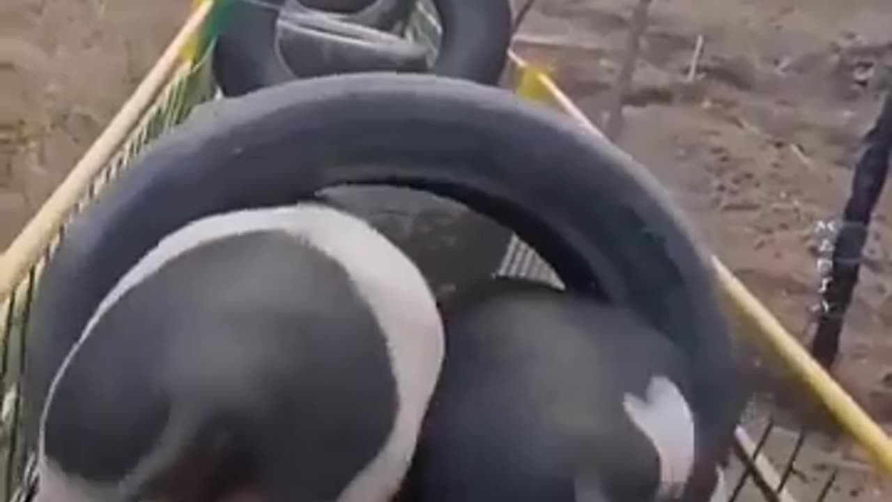 🐷👍 Expression | "That'll Do, Pig": A Satisfying Moment | OinkApproved | FunFM