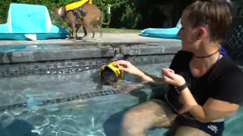 Teaching My Dogs How To Swim