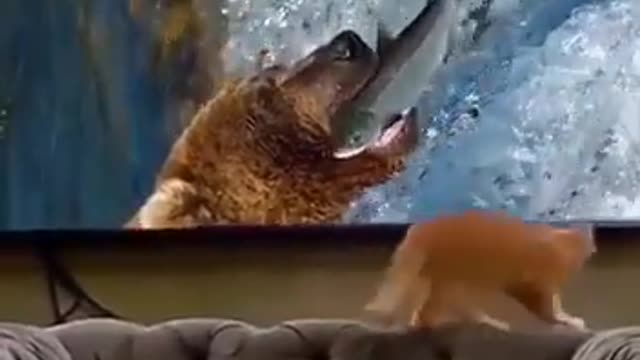 Funny Cat tries to eat fish from TV.