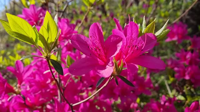 Azalea flowers are beautiful.