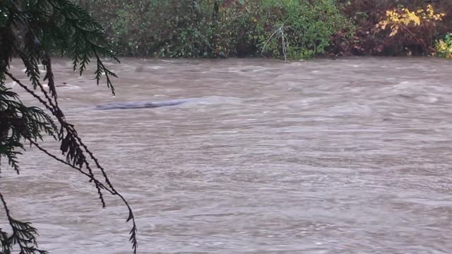 Tilton River Flooding With Trees