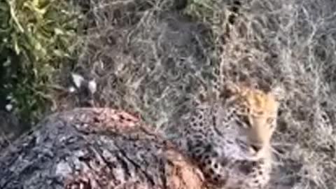 Leopard climbing to tree to finish its dinner..