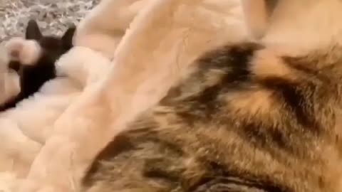 Cute cats video to keep you smiling