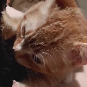 Our cat loves my new fleece lined jacket