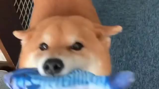 dog video very funny new