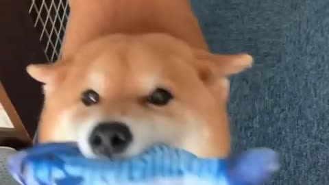 dog video very funny new