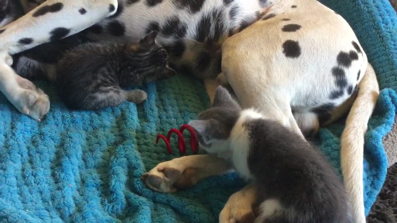 Dalmatian Acts As A Jungle Gym For Foster Kittens