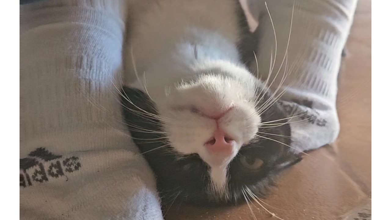 Nala’s Cozy Spot: Purring Under the Table | funny and cute Kitten