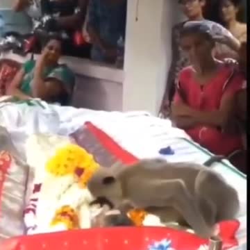 Incredible monkey mourns his dead owner