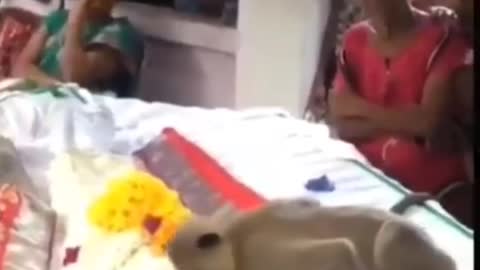 Incredible monkey mourns his dead owner