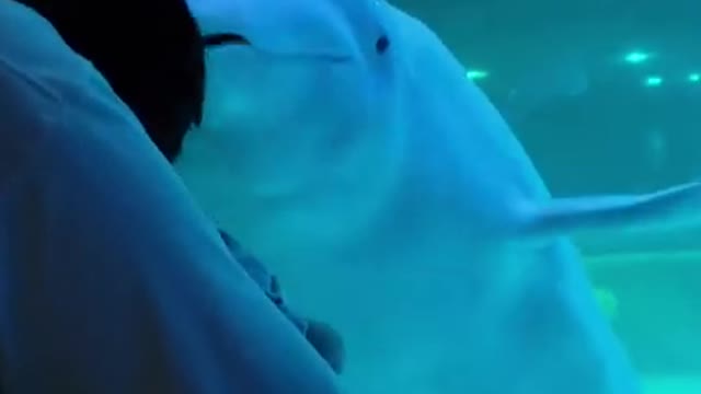Beluga playing with babies. "Bella".