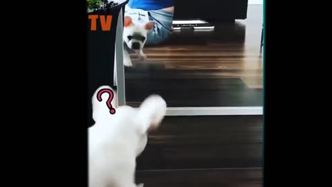 【Absolutely laugh】Funny animal videos #1