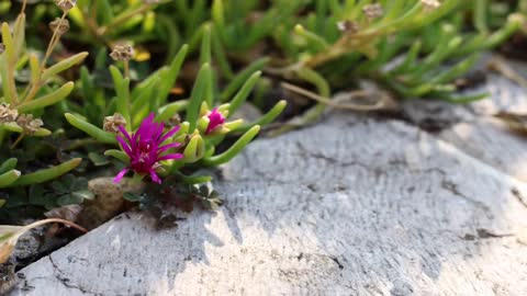 Fascinating Time Lapse Of Ants Crawling