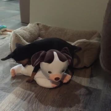 CQ Gets a Pokey Little Puppy