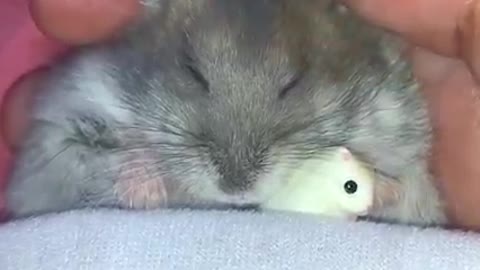 Do #hamsters dream & if they do, what do they dream of? 🐹💤