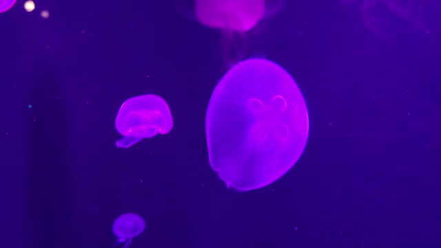 jelly fish in aquarium