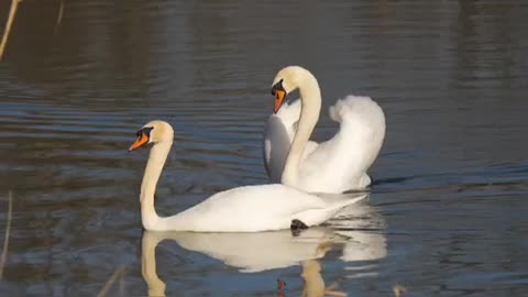 Beautiful pair of swans