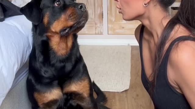 Song Love Tricks Dog