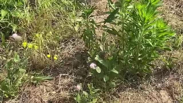 fluttering white butterfly