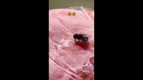 Video for those who are fed up with flies this summer