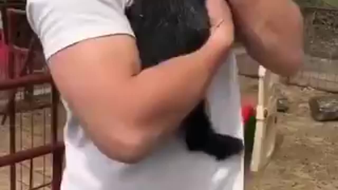 funny animals