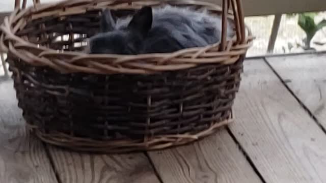 Bunny eating basket