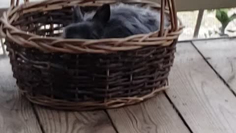 Bunny eating basket