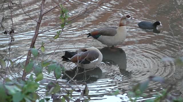 Wild ducks / Dzikie kaczki