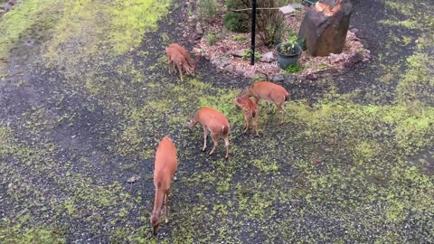 Deer 🦌 Fawns 🦌 NW NC at The Treehouse 🌳 Lady and the gang wish everyone a Happy Friday 😎