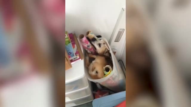 Cute dog 😍 stuck in box 😂 funny moment 🤣