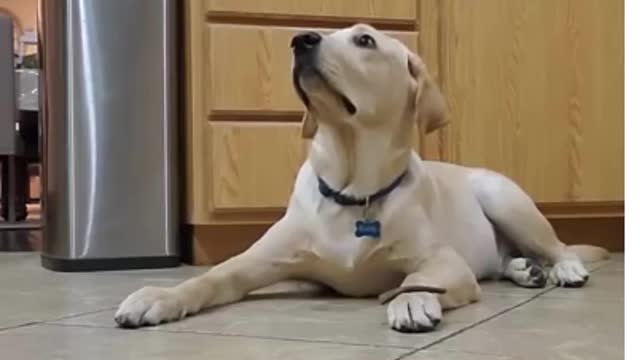 Labrador Dog Shows How Well Trained He is #Shorts