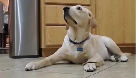 Labrador Dog Shows How Well Trained He is #Shorts