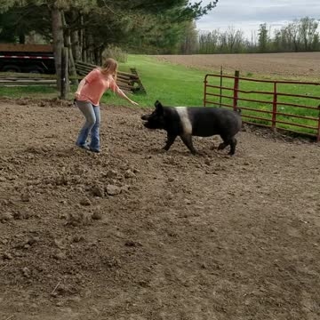 Woman Falls Off Pig When It Runs Away