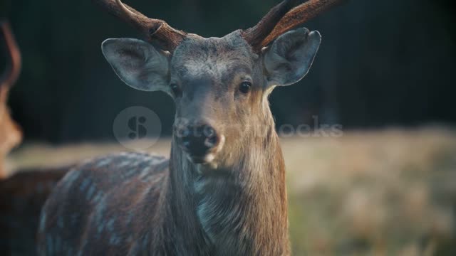 the-male-spotted-deer-close-up