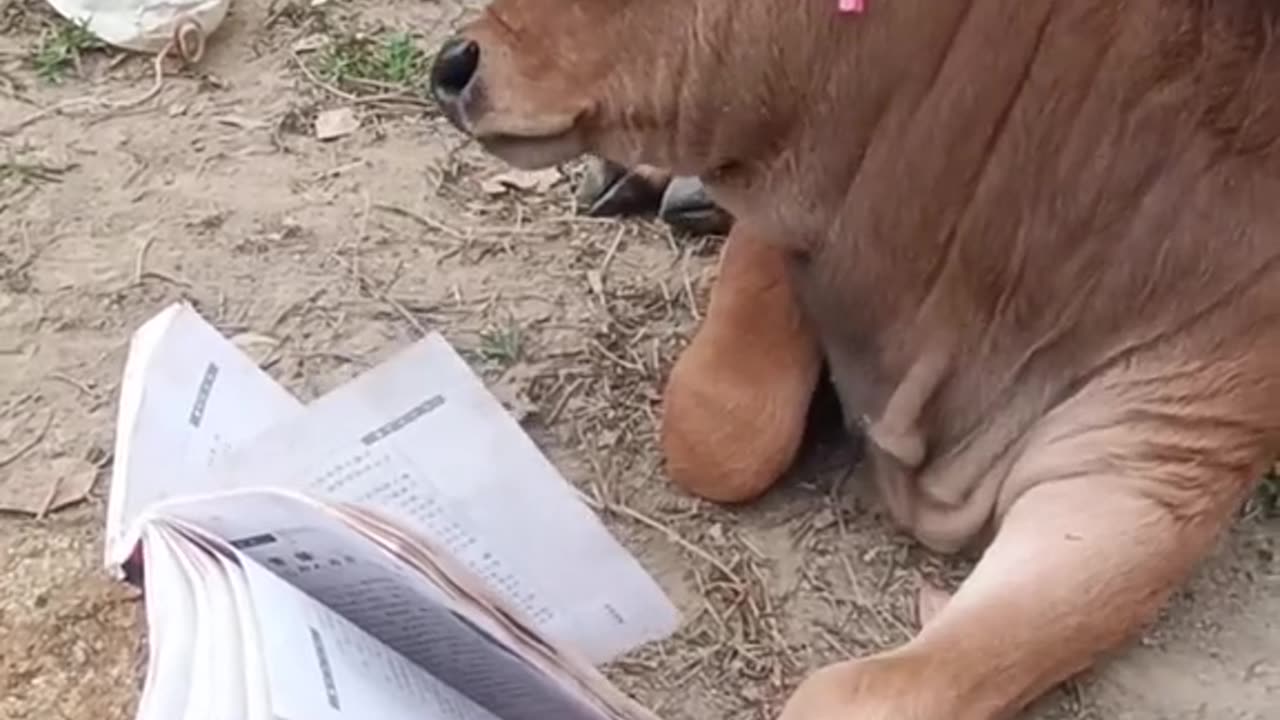 Funniest video, Cow is also sleeping in the reading time.😂😜