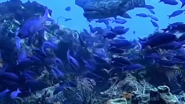 this fairy world