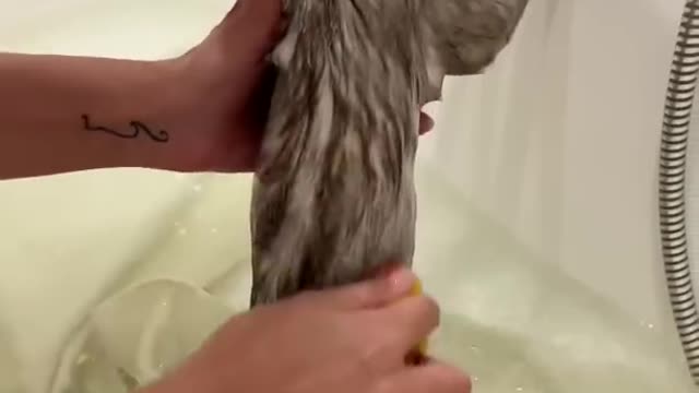 Kisa takes a bath for the first time🧼
