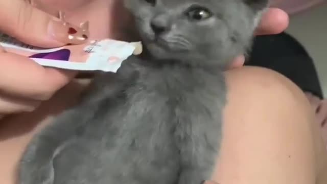 cat drinking short video